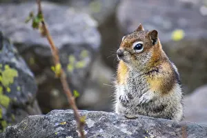 A cute little chipmunk strolling around the beautiful preserve park