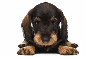 Cute little dachshund puppy on white background
