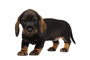 Cute little dachshund puppy on white background