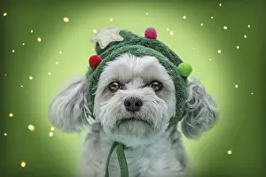 Framed Print : Cute Maltese dog wearing Christmas tree hat with star and ornaments Framed Print : Cute Maltese dog wearing Christmas tree hat with star and ornaments