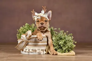 Cute Mokka Sable Maskless French Bulldog puppy with reindeer antlers in box in front of brown background with boho