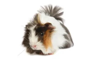 Cute pet. Guinea pig on a white background