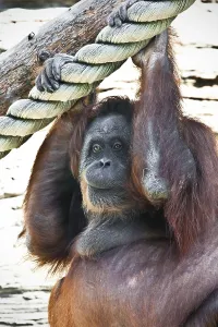 Cute photo of great ape red Bornean Orangutan