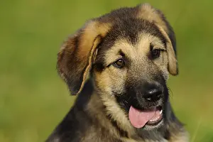 A cute puppy with tongue hanging out in a meadow