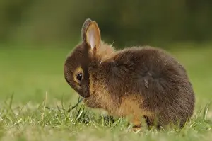 Cute rabbit kitten cleaning itself in the grass