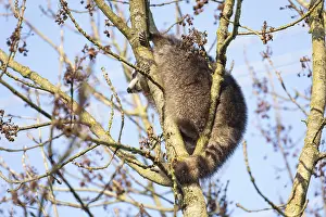 A cute raccoon sleeps relaxed on a tree between the branches and enjoys the warm winter sun