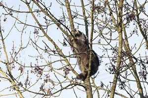 A cute raccoon sleeps relaxed on a tree between the branches and enjoys the warm winter sun