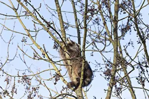 A cute raccoon sleeps relaxed on a tree between the branches and enjoys the warm winter sun