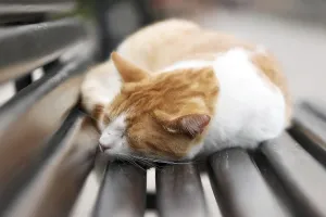 Cute red ginger stray cat sleeping on a bench in the Old Town of Kotor