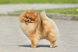 Cute red Pomeranian Spitz standing outdoors with green grass on background