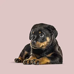 Cute rottweiler puppy lying down on a pink background