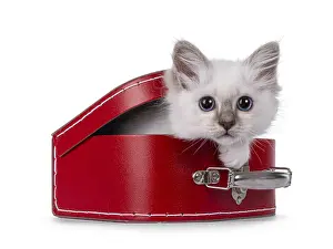 Cute Sacred Birman cat kitten, climbing out of red suitcase