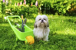 Cute shih tzu dog in summer garden with wheelbarrow and tools