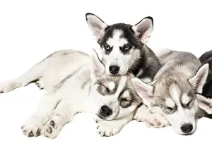 Cute Siberian husky puppies on white background
