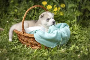 Framed Print : Cute Siberian husky puppy with blue eyes in the basket