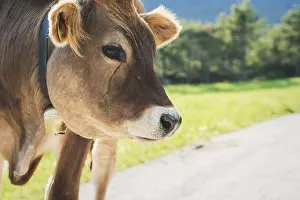 Detail of cute sunlit with backlight calf from the brown cattle breed on an alpine pasture meadow in the mountains