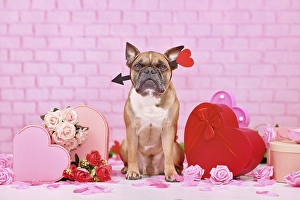 Cute Valentine's day dog