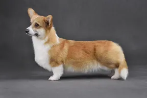 Cute Welsh Corgi Pembroke standing on a gray background