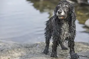 Cute Wet and Dirty Dog
