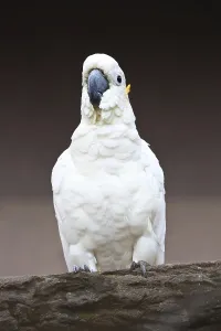 Cute white parrot sitting on wooden stick