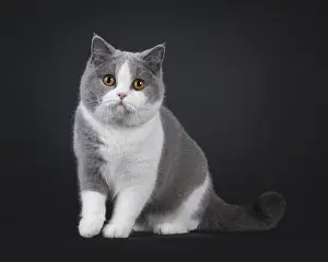 Cute young adult blue with white British Shorthair cat