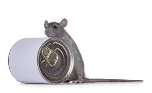 Cute young blue rat standing with front paws on food can