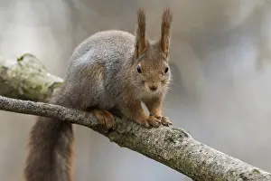 Cute young red squirrel sitting on tree branch with soft forest background