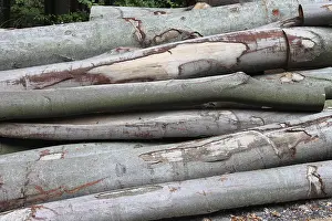 Cutted trunks in a forest