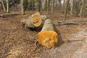 A cutten beech tree i
