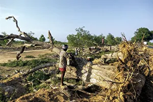 Cutting the trees, Tamil Nadu, South India