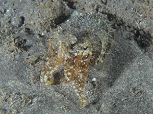 A cuttlefish, Common cuttlefish (Sepia officinalis) juvenile