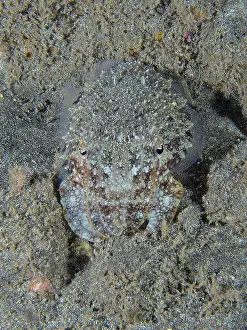 A cuttlefish, Common cuttlefish (Sepia officinalis) juvenile