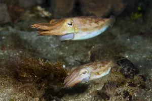 Cuttlefish mating dance, Sepia sp