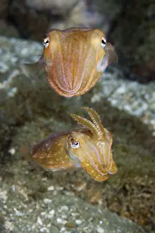 Cuttlefish mating dance, Sepia sp