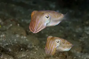 Cuttlefish mating dance, Sepia sp