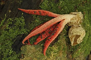 Cuttlefish mushroom (Clathrus archeri) with volva in Eppstein