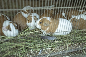 Cuys, giant guinea pigs (Cavia porcellus)