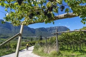 Cycle path through the wine-growing areas in South Tyrol
