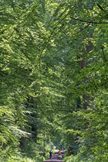 Cyclist, forest path, Klecken, Rosengarten