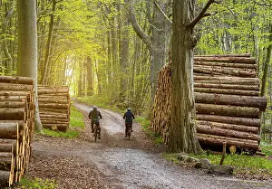 Category Forests Prints: Cyclist between piles of wood on the side of the path in the forest