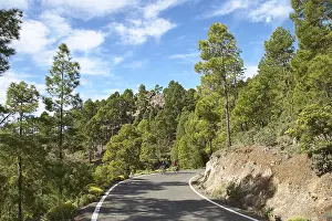 Cyclist, Road, Tamadaba, Wooded area