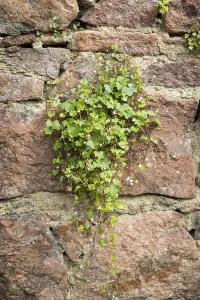 Cymbalaria muralis on a wall, Saxony, Germany