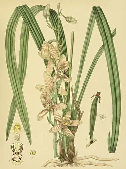 Cymbidium ensifolium, var. Hoematodes