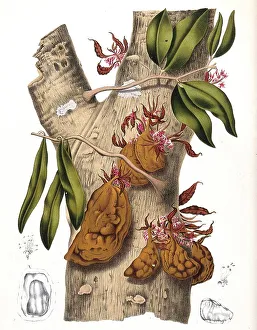 Cynometra cauliflora, colloquially rarely called Nam-Nam