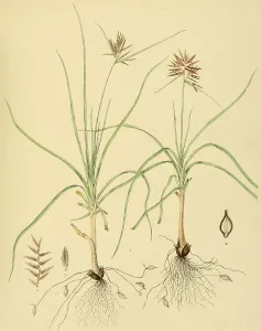 Cyperus bulbosus, native to Southeast Asia