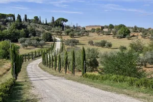 Cypress avenue near Palazzo Massaini