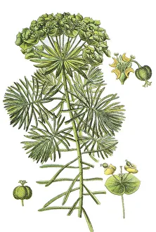 Cypress spurge (Euphorbia cyparissias)