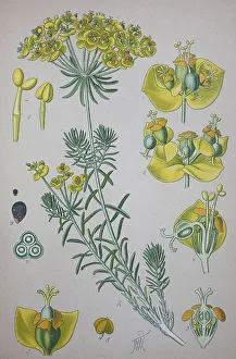 Cypress Spurge (Euphorbia cyparissias)