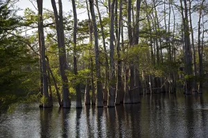 A cypress-tupelo forest in the Atchafalaya River Basin