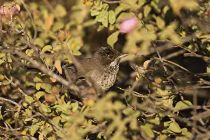 Cyprus Warbler (Sylvia melanothorax) female